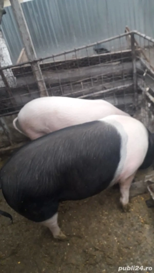 Vând porc  - imagine 2