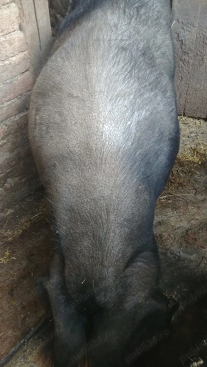 Porc de vânzare  - imagine 2