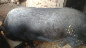 Porc de vânzare 