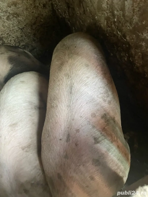 vand porci  - imagine 2