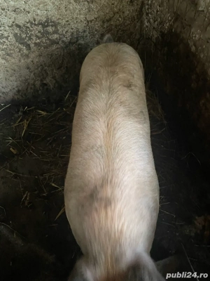 Vand porci. Surdulești Argeș - imagine 4