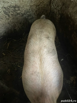 Vand porci. Surdulești Argeș - imagine 2