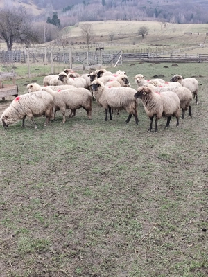 Oi rasa tigaie - 20 fatatoare - imagine 3