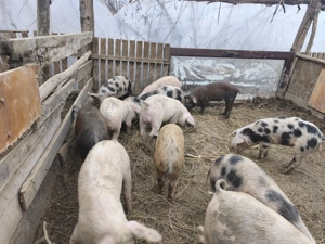 Purceii 30kg - imagine 3