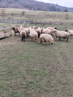 Oi rasa tigaie - 20 fatatoare - imagine 5