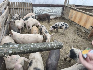 Purceii 30kg - imagine 2