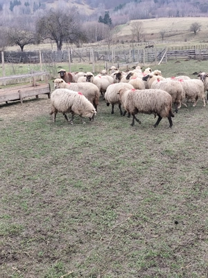 Oi rasa tigaie - 20 fatatoare - imagine 4