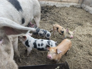 Purcei de 6 săptămâni  - imagine 2