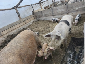 Purcei de 6 săptămâni  - imagine 3