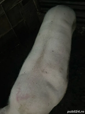 Vand porci. Surdulești Argeș - imagine 3