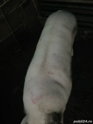 Vand porci. Surdulești Argeș - imagine 2