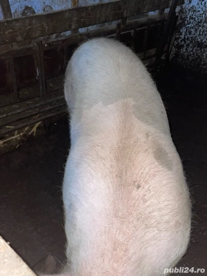 Vand porci. Surdulești Argeș - imagine 4