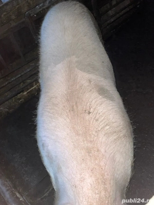 Vand porci. Surdulești Argeș - imagine 5