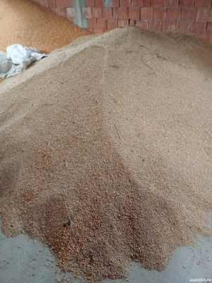 Vând triticale și porumb , orz