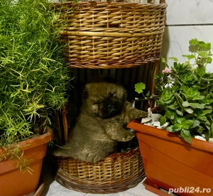 Pui de cățelus Chow Chow 