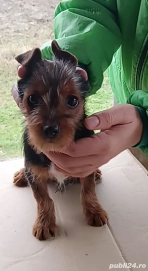 Terrier Australian 4,5 luni