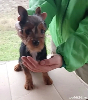 Australian terrier asemanator cu Yorkshire terrier - imagine 3