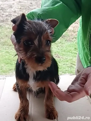 Australian terrier asemanator cu Yorkshire terrier - imagine 2