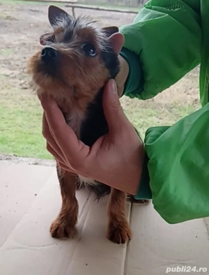 Australian terrier asemanator cu Yorkshire terrier - imagine 5