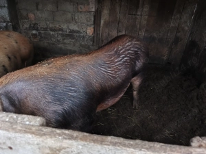 Vând porc de carne rasă duroc, întreg, jumate sau sfert
