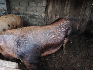 Vând porc de carne rasă duroc, întreg, jumate sau sfert - imagine 2