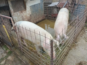 Vând porc la alegere  