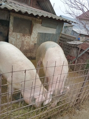 Vând porc la alegere   - imagine 4