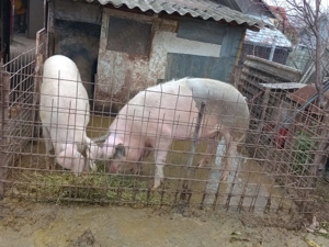 Vând porc la alegere   - imagine 2