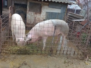 Vând porc la alegere   - imagine 3