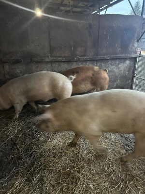 Porci de carne 160-230 kg - imagine 6