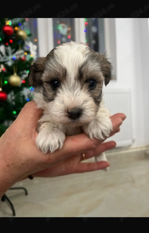 Pui Bichon  - imagine 5