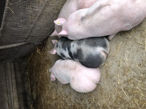 Porci de carne 160-230 kg - imagine 8