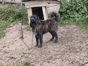 Vând femela Ciobanesc  - imagine 2