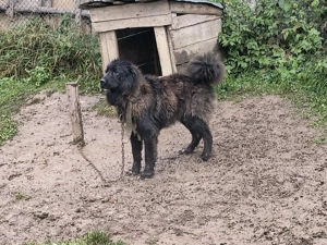 Vând femela Ciobanesc 