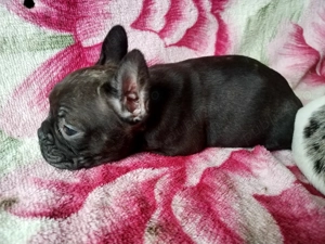 Doi băieței de Buldog francez - imagine 3