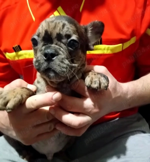 Doi băieței de Buldog francez - imagine 6