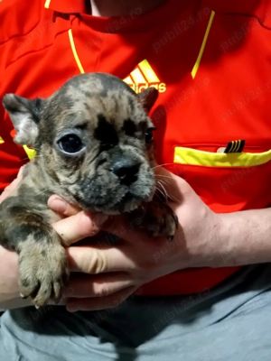 Doi băieței de Buldog francez - imagine 5