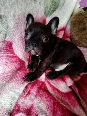 Doi băieței de Buldog francez - imagine 2