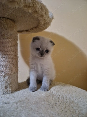 Puiuț de pisică Scottish Fold  - imagine 3