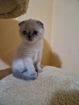 Pisicuța Scottish Fold 
