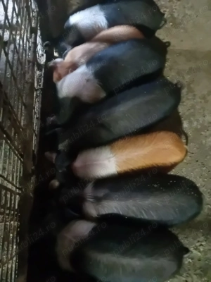 Purcei si porc gras bazna, duroc si landrace - imagine 2