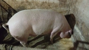 Purcei si porc gras bazna, duroc si landrace - imagine 4