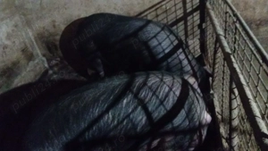 Purcei si porc gras bazna, duroc si landrace - imagine 3