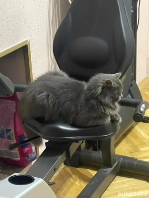 pisică british  - imagine 2