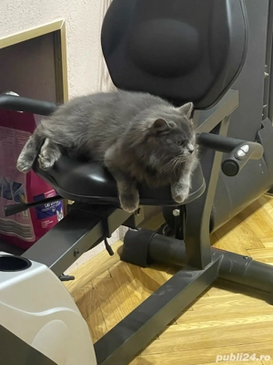 pisică british  - imagine 3