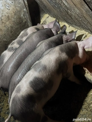 Purcei sanatosi 30-60 kg