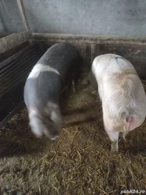 Vând porci - imagine 3