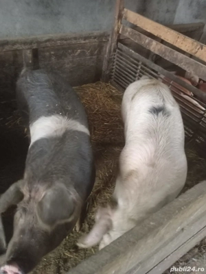 Vând porci - imagine 2