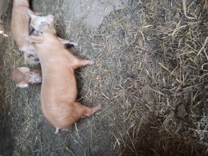 Purcei duroc cu petran 