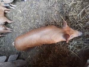 Purcei duroc cu petran  - imagine 3